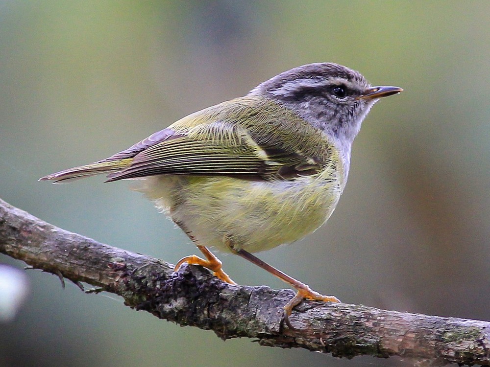 Chích mày xám (Phylloscopus maculipennis) dài 9-10 cm, là loài định cư, tương đối phổ biến tại Tây Bắc, Trung và Nam Trung Bộ. Sinh cảnh của loà i chim chích này là rừng lá rộng thường xanh, độ cao 1.525-3.050 mét. Ảnh: eBird.